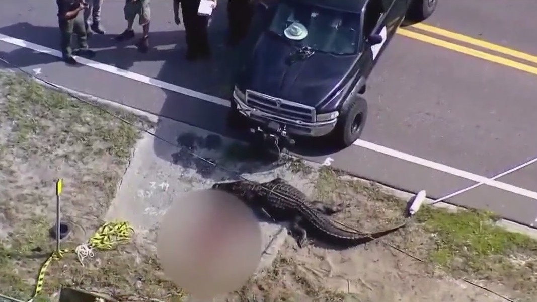 13-foot alligator killed after body found
